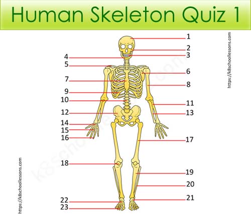 Human Skeleton Quiz 1