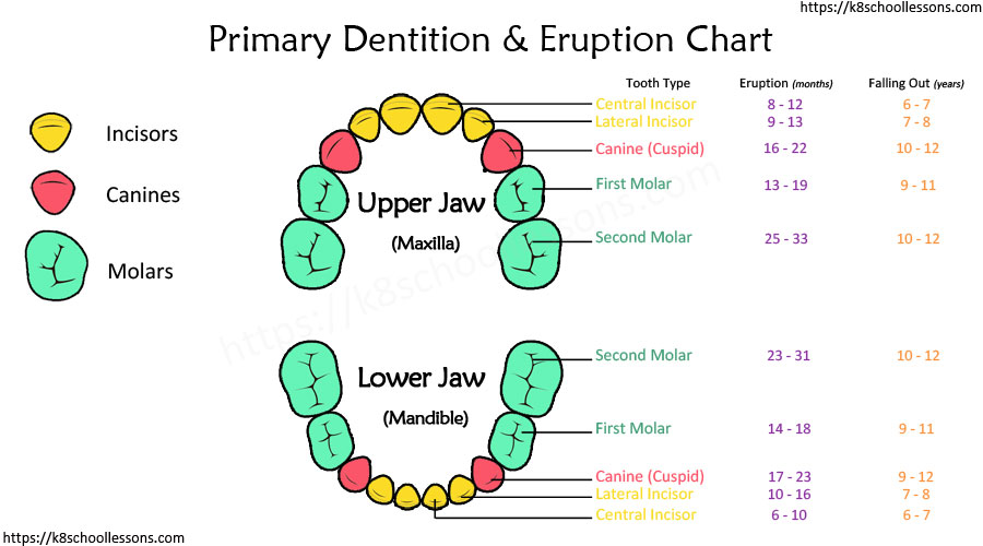 Tooth Structure for Kids - Baby Teeth Eruption Chart - Primary Teeth Eruption Chart