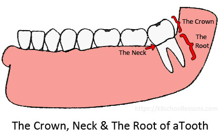 Tooth Structure for Kids - The Crown, Neck, and the root of a tooth