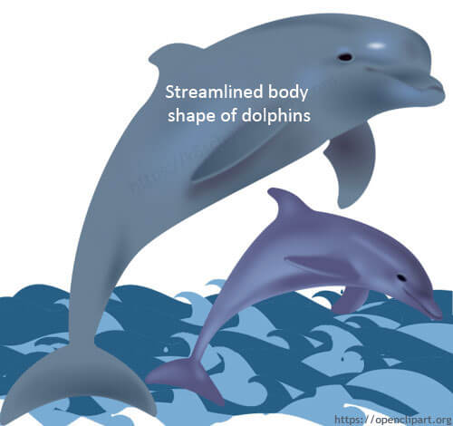 Thanks to the streamlined shape of the body, dolphins can swim quickly through the water