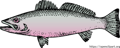 Long, tapering streamlined body shape of a fish