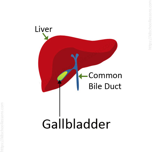 Digestive system for kids - The Gallbladder - Parts of the human digestive system