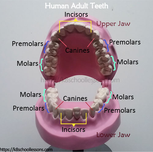 Human Adult Teeth Chart - Types of Adult Teeth
