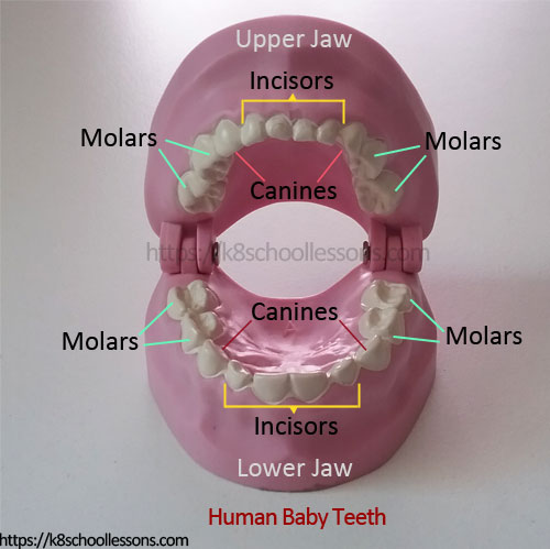 Human Baby Teeth Chart - Types of Baby Teeth