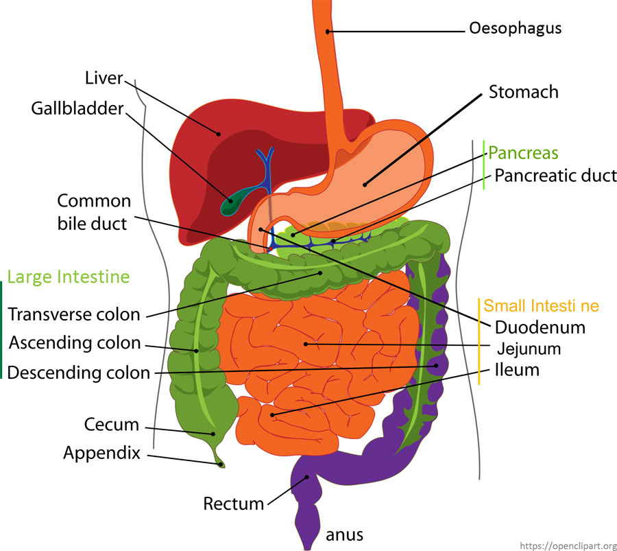 Digestive system for kids - Bottom Part of the Human Digestive System