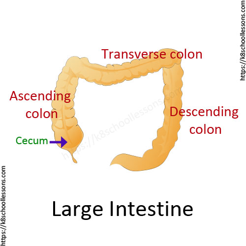 Digestive system for kids - Large Intestine - Parts of the human digestive system