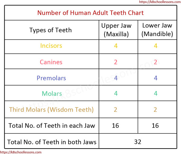 Number of Teeth Chart - Number of Adult Teeth