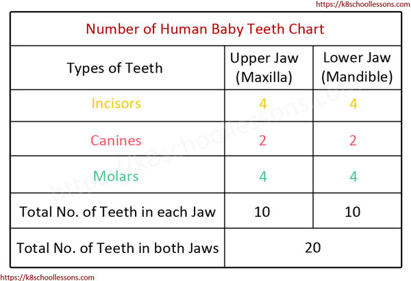Number of Teeth Chart - Number of Baby Teeth