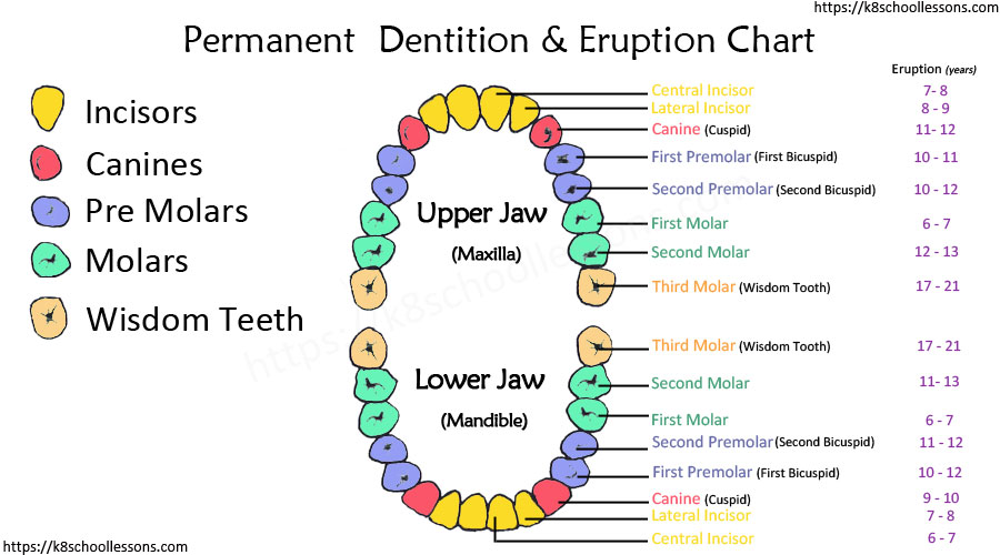 Tooth Structure for kids - Permanent Teeth Eruption at Different Stages