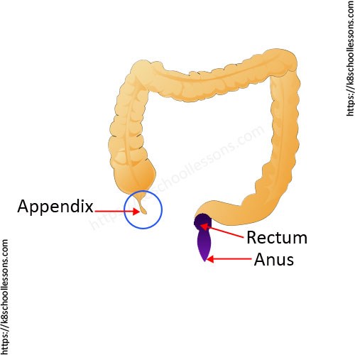 Digestive system for kids - Appendix, Rectum and Anus - Parts of the digestive system