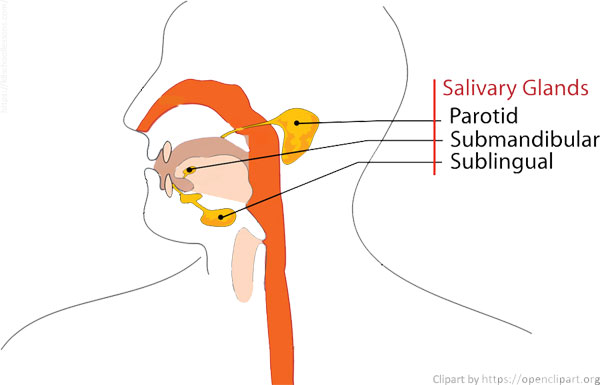 Digestive system for kids - Salivary Glands - Parts of the digestive system