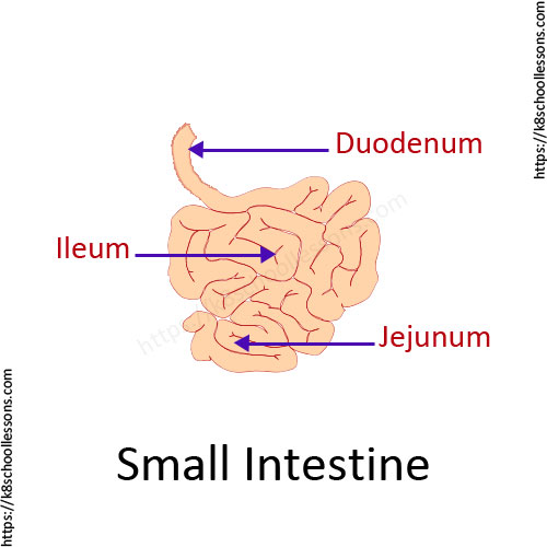 Digestive system for kids - Small intestine - Parts of the human digestive system