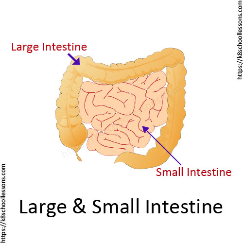 Digestive system for kids - Small intestine and large intestine