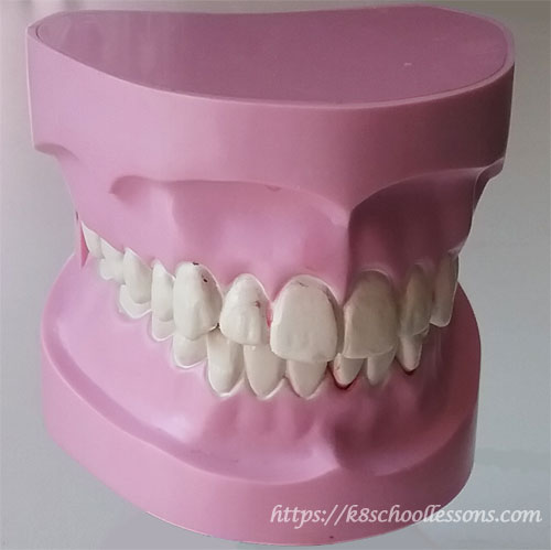 Structure of teeth for kids