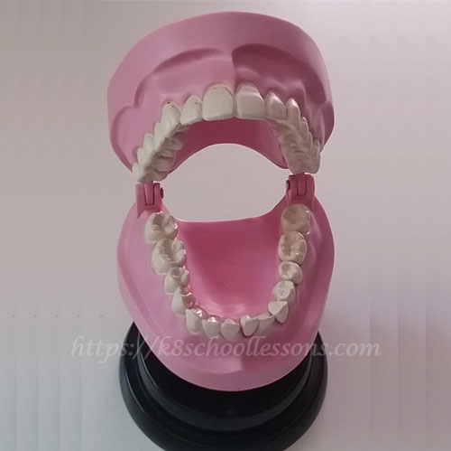 Tooth Structure for Kids - An Artificial set of Permanent Teeth