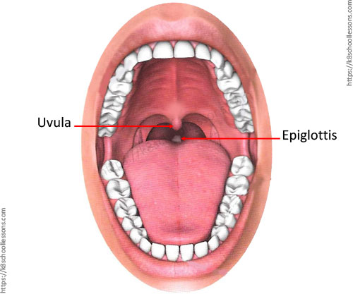 Digestive system for kids - Uvula and Epiglottis - Parts of the digestive system