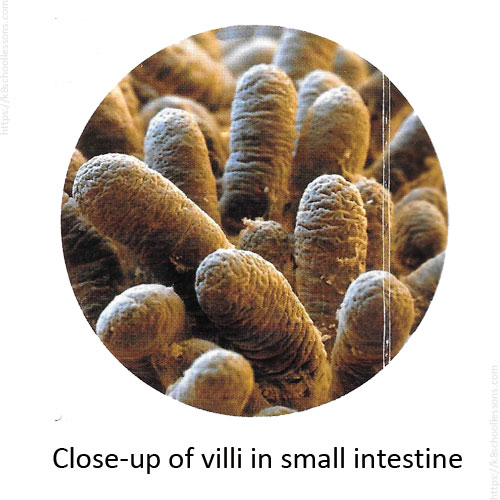 Digestive system for kids - Villi in small intestine of the Human Digestive system