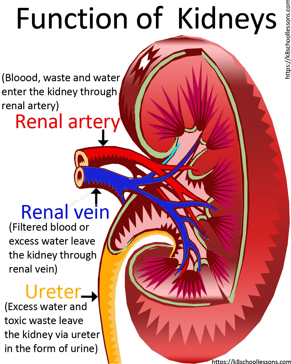 Urinary system for kids - Function of Kidneys