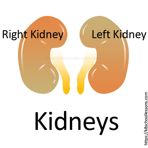 Urinary system for kids - Right Kidney and Left Kidney