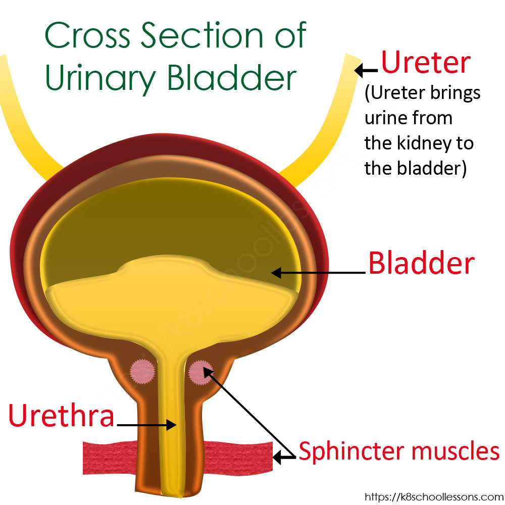 Urinary system for kids - Cross Section of Urinary Bladder