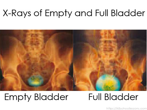 Urinary System for Kids - X-Rays of Empty and Full Bladder