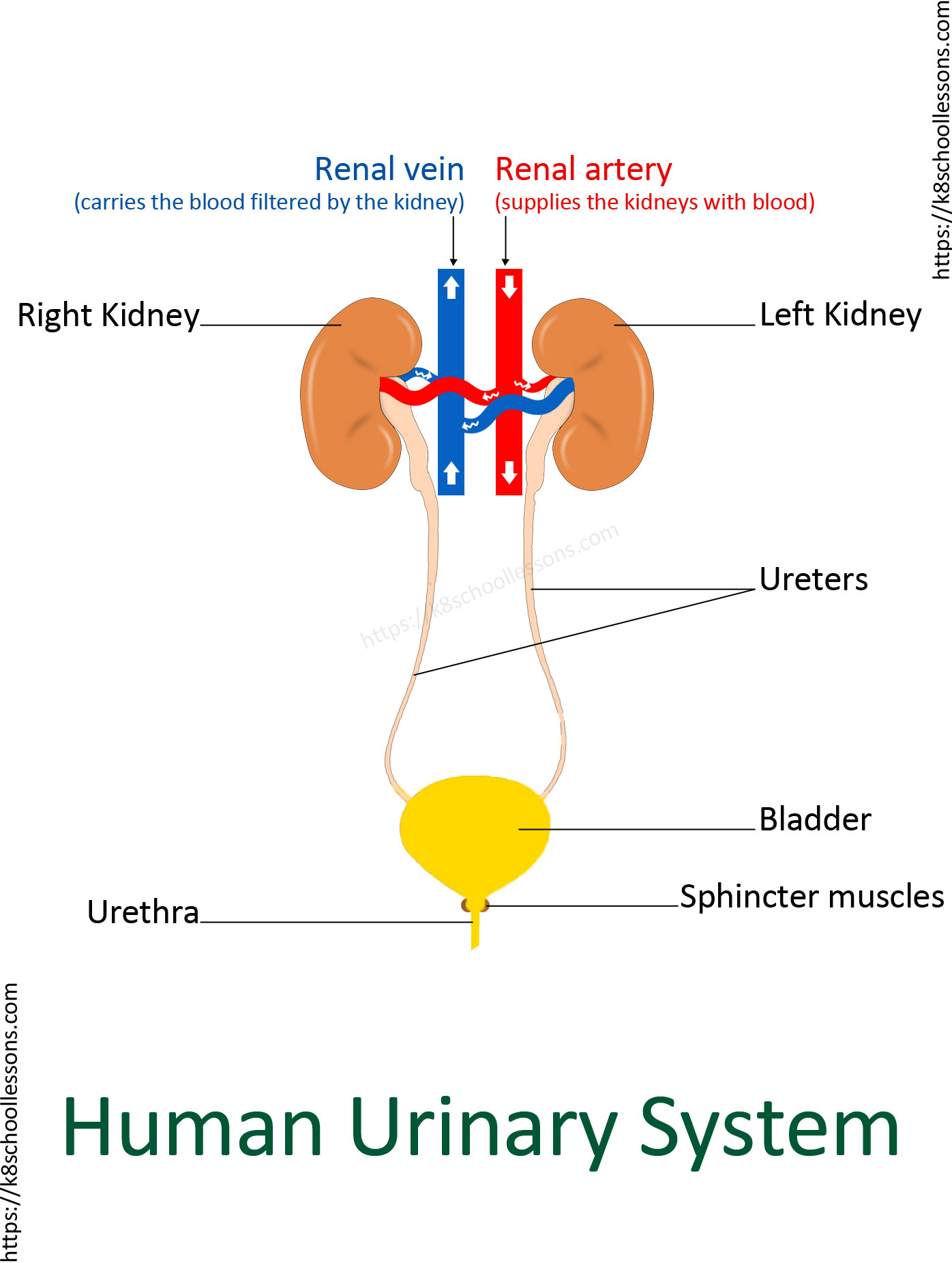 Human Urinary System for kids - Human Urinary System Diagram