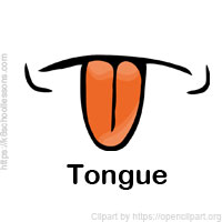 sense-organs-tongue