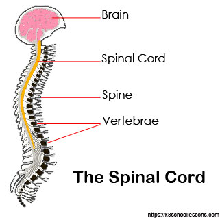 the spinal cord