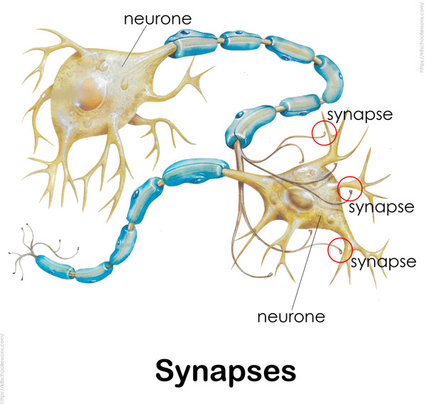 synapses diagram