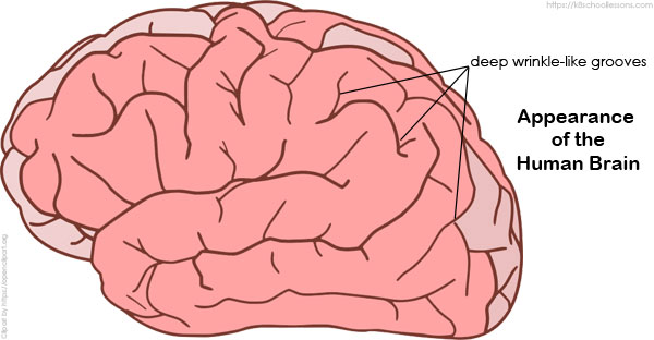 brain appearance - Human Brain for Kids