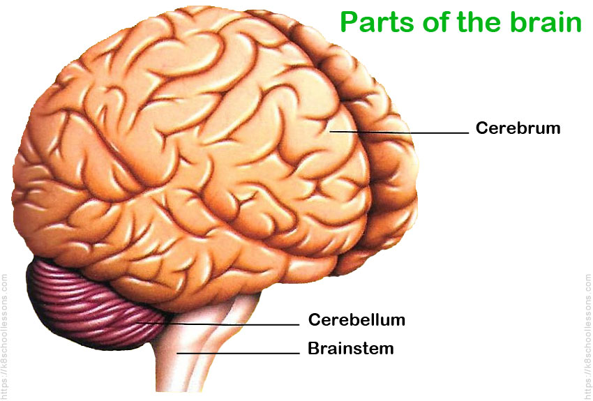 Parts of The Brain - Human Brain for Kids