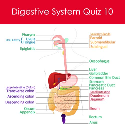 Digestive System Quiz 10