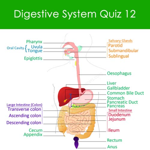 digestive-system-quiz-12-human-digestive-system-worksheets