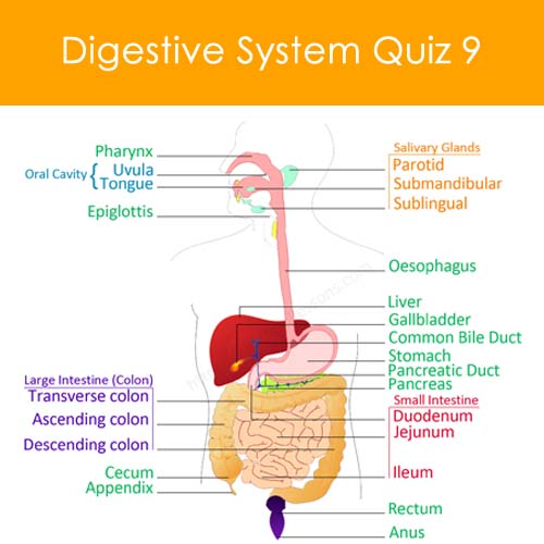 Digestive System Quiz 9 | Human Digestive System worksheets