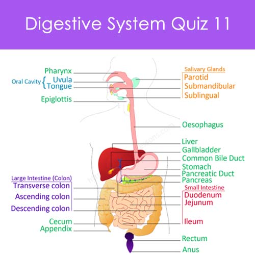Digestive System Quiz 11 | Human Digestive System worksheets