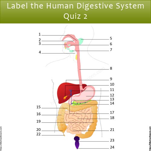 Label Human Digestive System Quiz 2 | Digestive System Worksheets