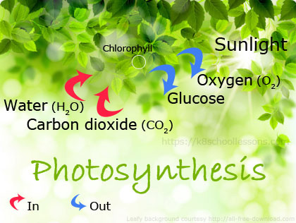 Photosynthesis - Light is essential for plants to make food through the process, 'photosynthesis